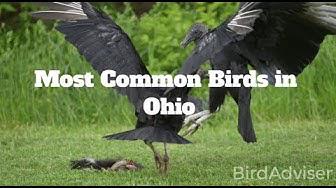 'Video thumbnail for Most Common Birds in Ohio'