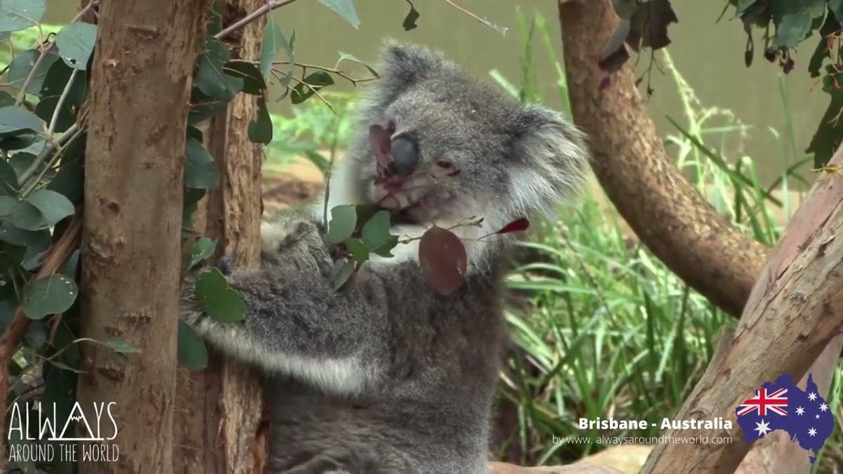 'Video thumbnail for Brisbane City in 30 Seconds'