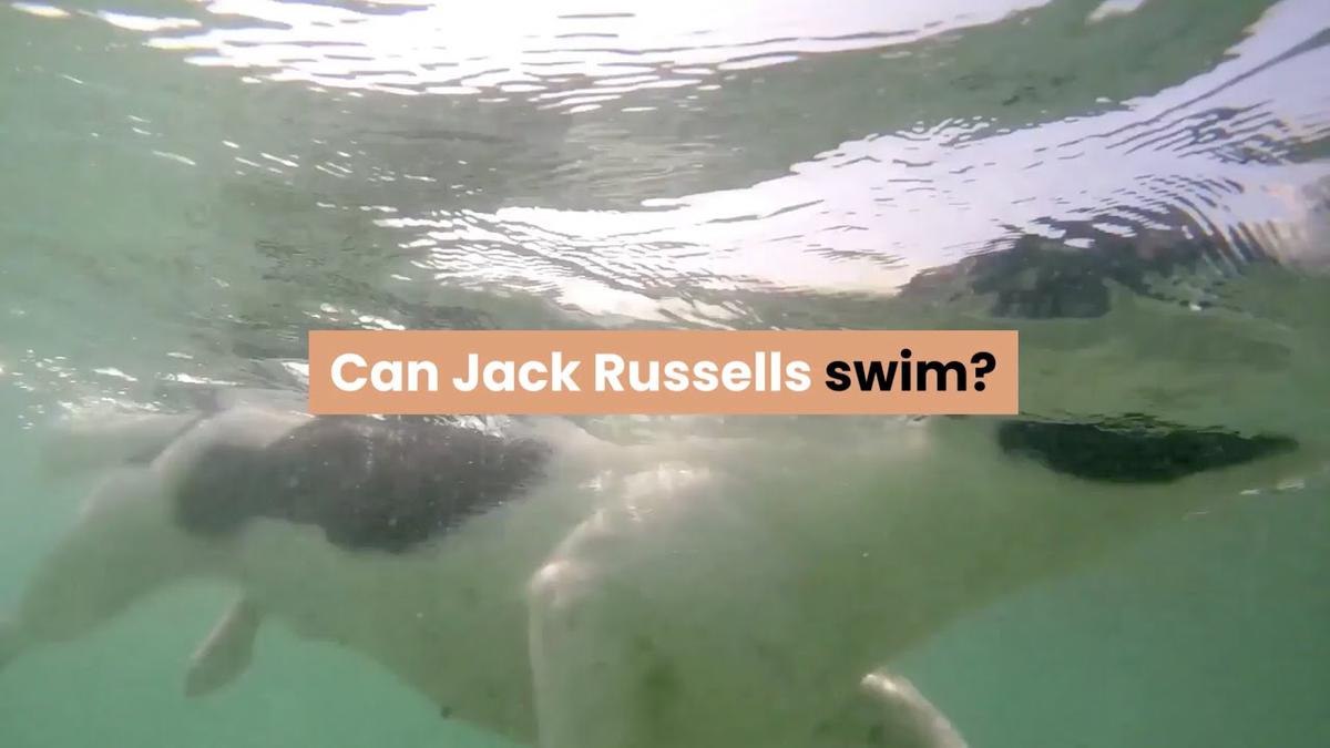 'Video thumbnail for Can Jack Russells Swim?'
