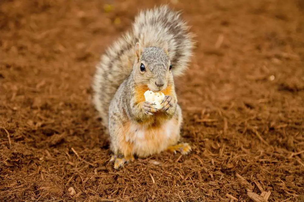 squirrel eating nut in texas