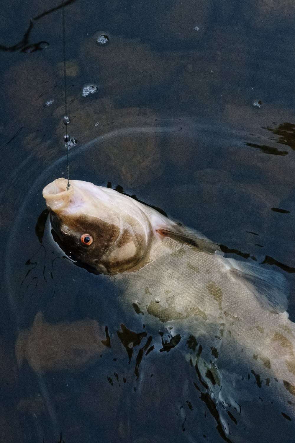 Lake Alan Henry