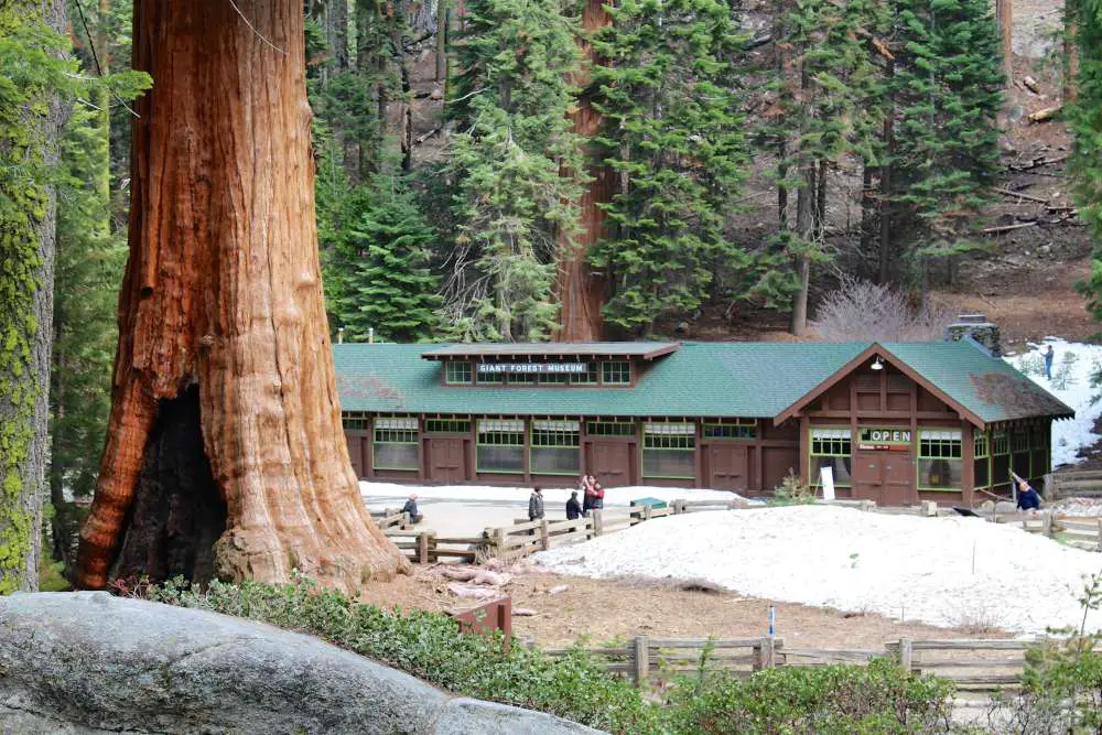 Visit the Giant Forest Museum to see Sequoia Seedlings.