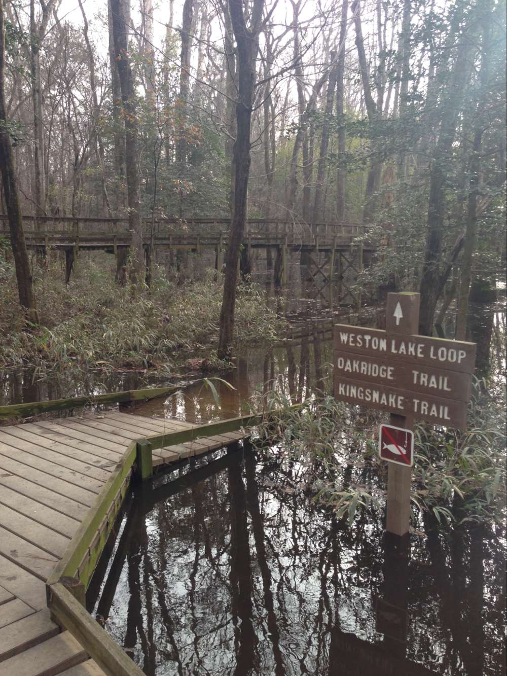 Take your camera and go on a photography walk at the Congaree National Park