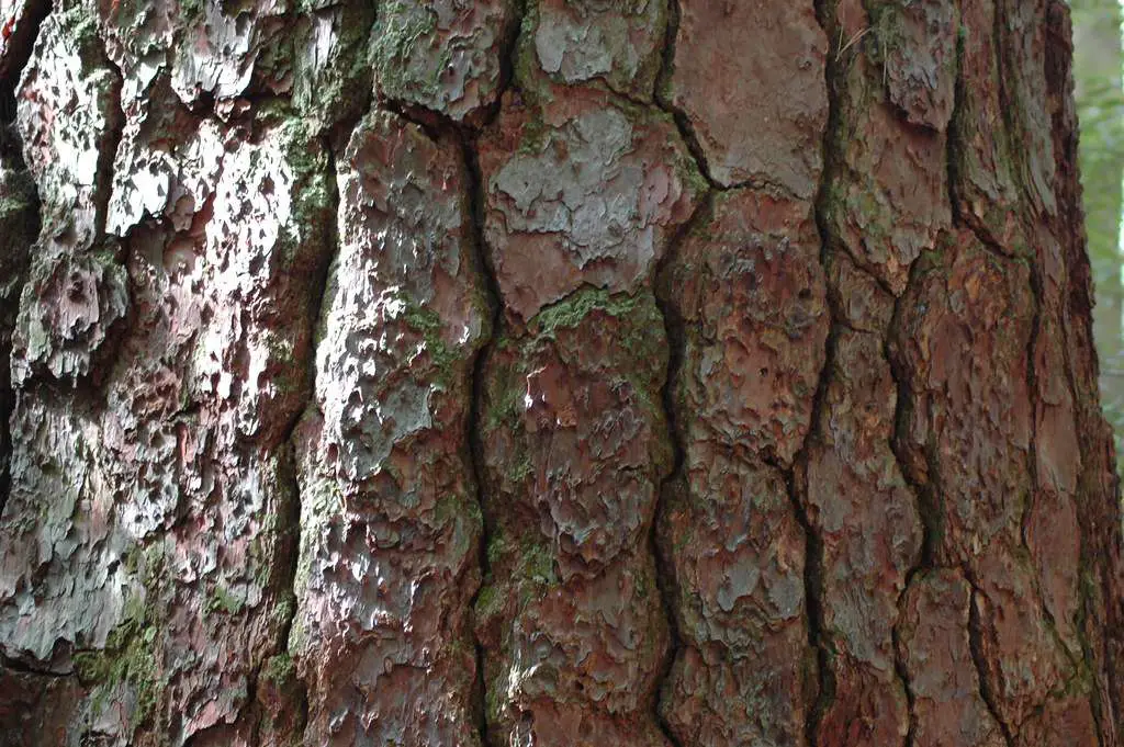 Experience the massive Loblolly Pines trees at the park
