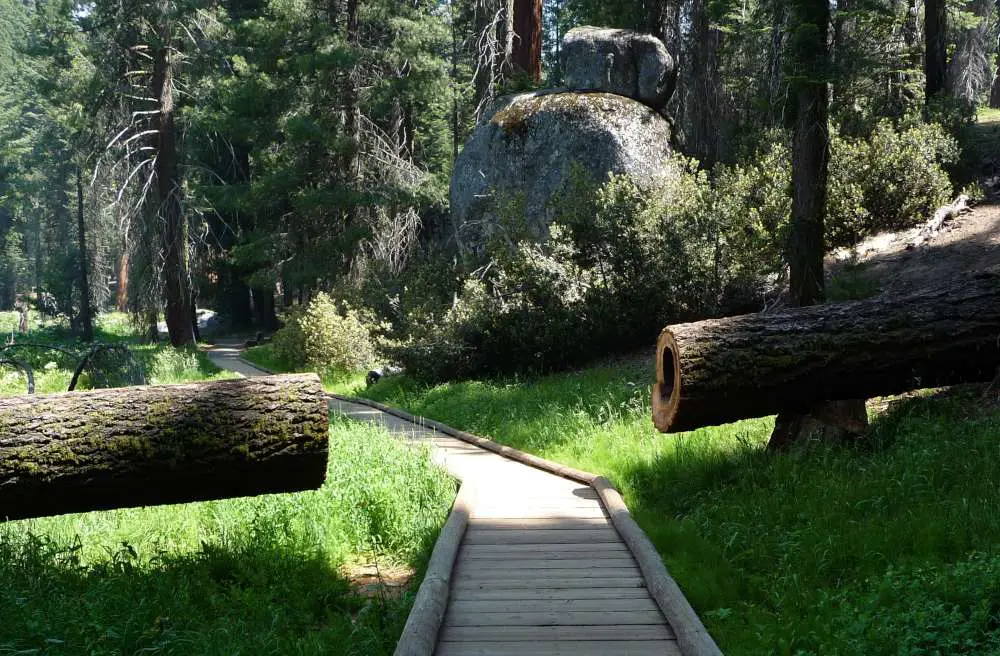 Take a stroll along the Big Trees Trail Boardwalk