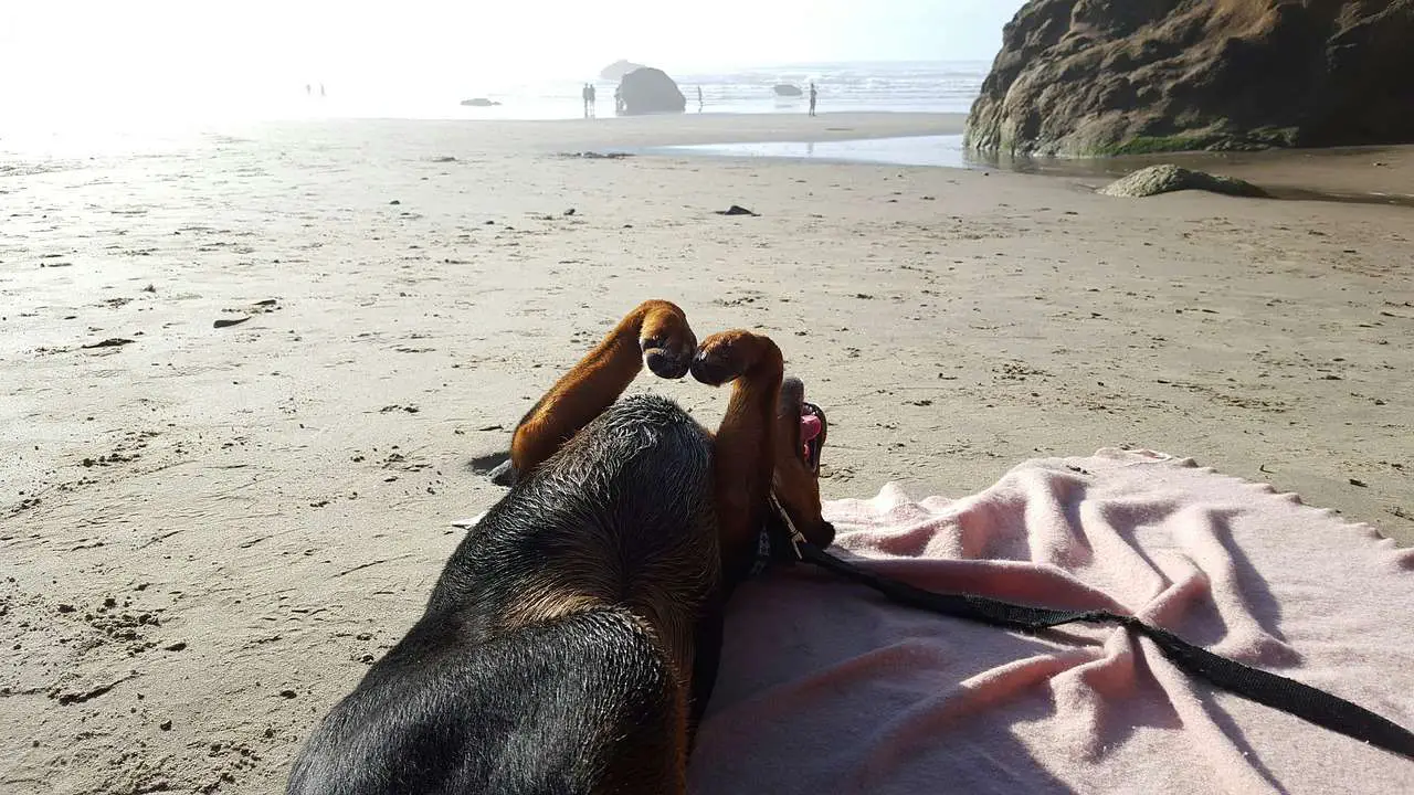 Is Emerald Isle Beach a dog friendly one?