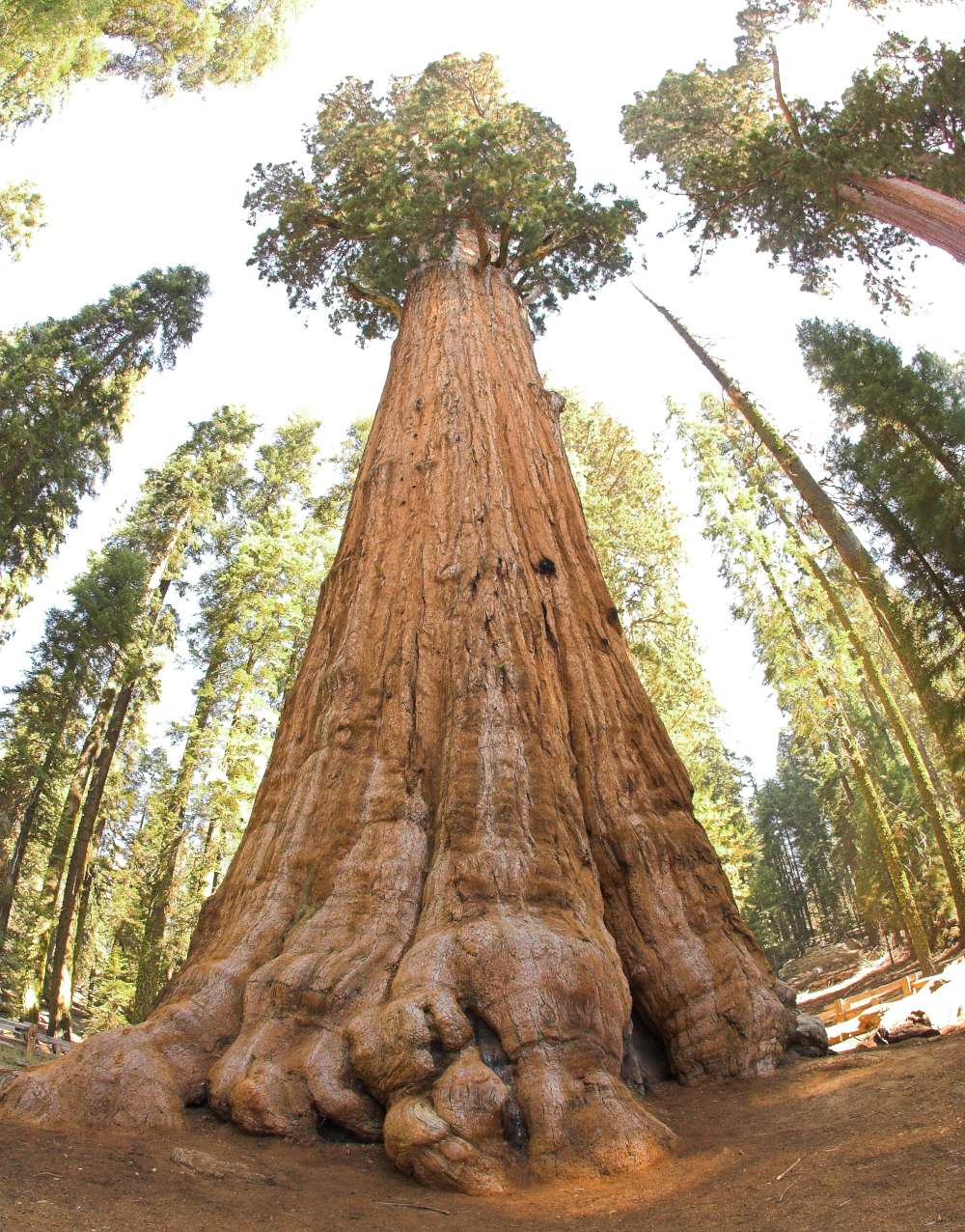 Take a look at the General Sherman Tree.