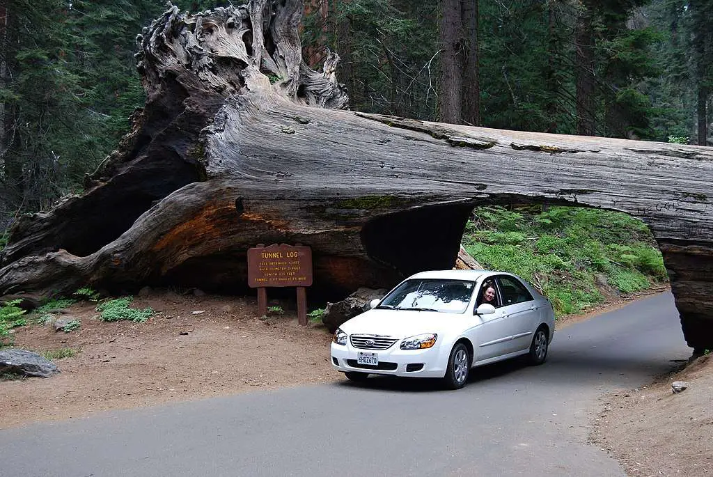 Drive Through a Tree at the Tunnel Log In Sequoia National Park