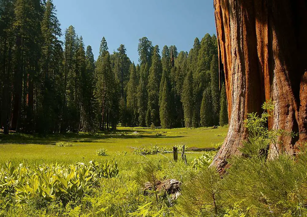 Take a walk along the Crescent Meadow Trail.