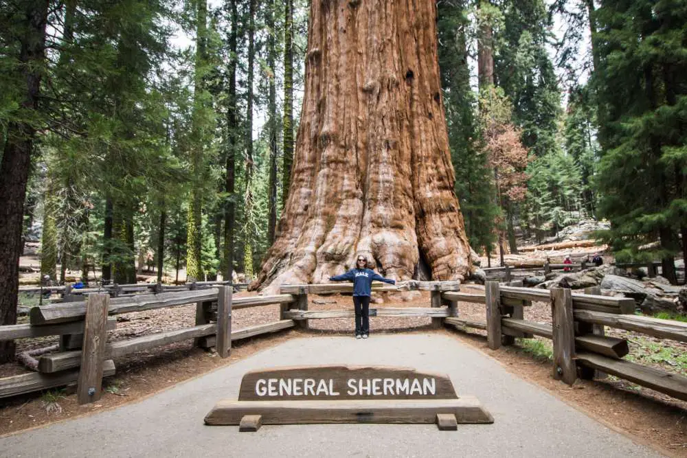 What is Sequoia National Park?