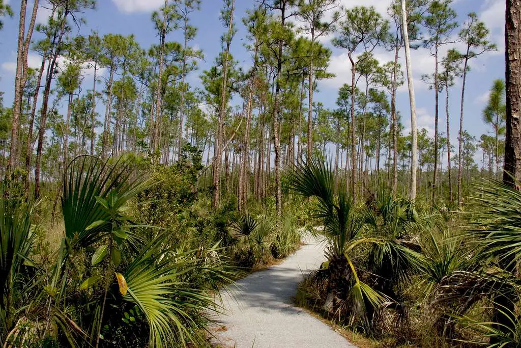 Pinelands Trail