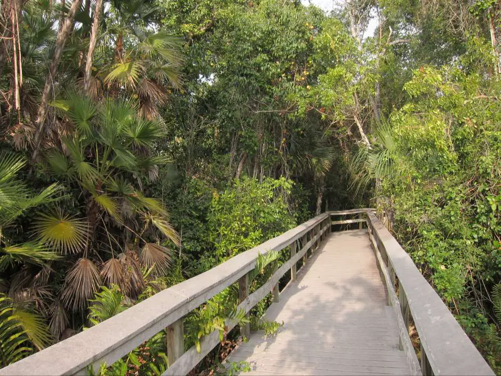 Mahogany Hammock Trail