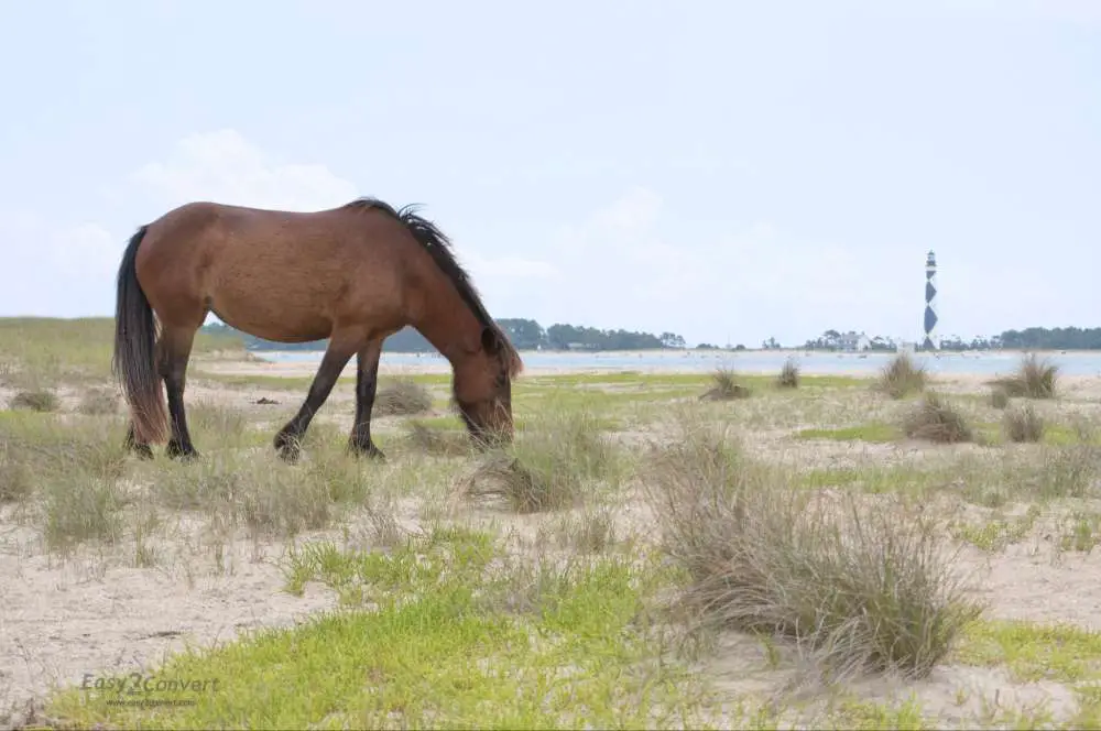 Look for the free-roaming horses.