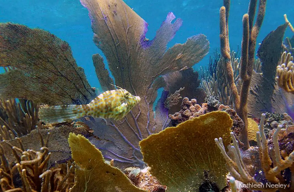 Snorkeling is fun.