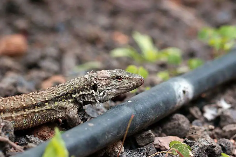 Visit the Kentucky Reptile Zoo