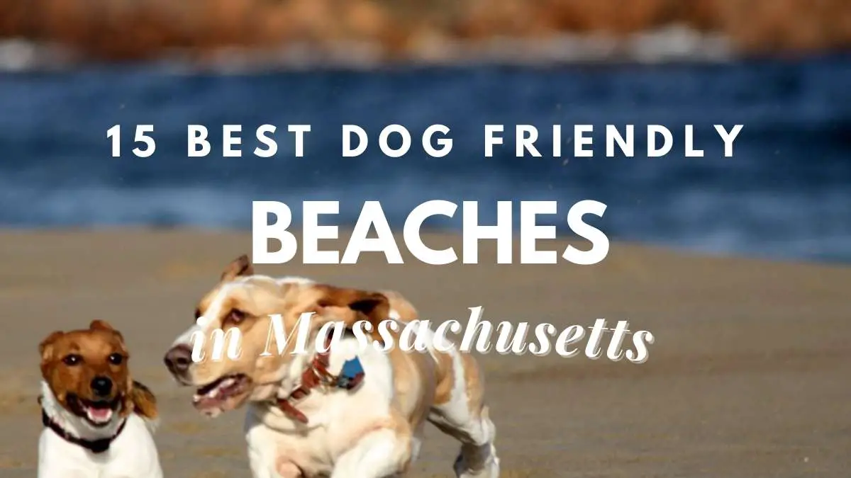 15 Best Dog-Friendly Beaches In Massachusetts – Travel Youman