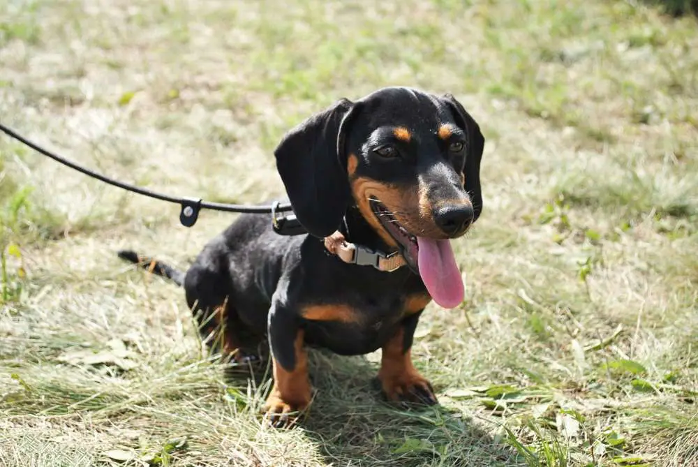 Tips to keep in mind when you explore Shenandoah National Park with your dog?