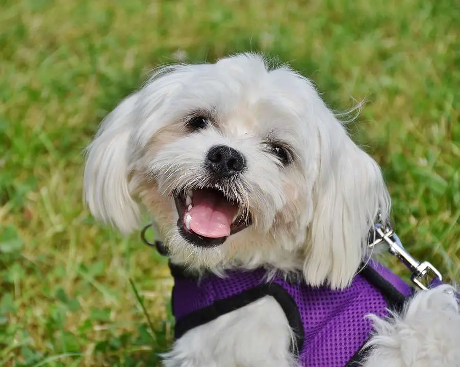 Pet policy at the Shenandoah National Park