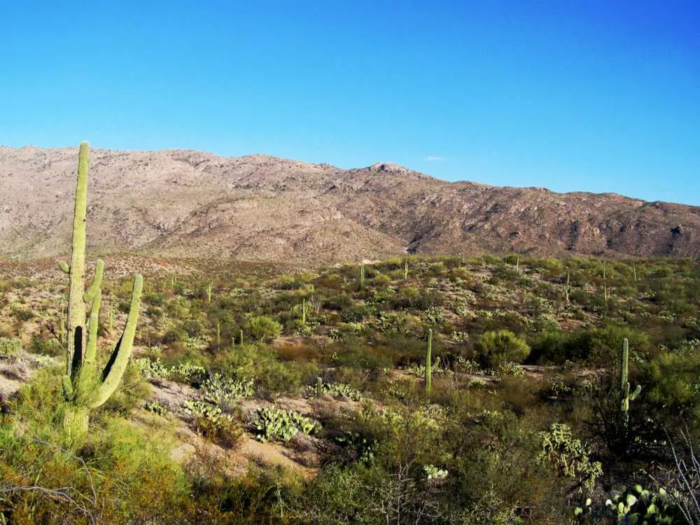 Which side of Saguaro is the farthest away?