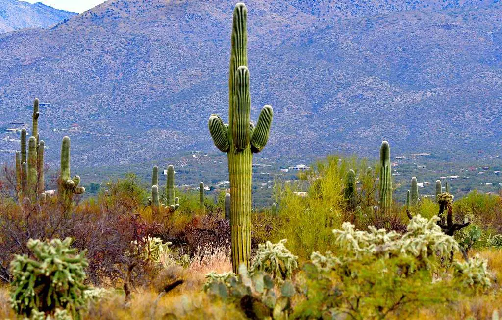Which side of the Saguaro National Park is the most beautiful?