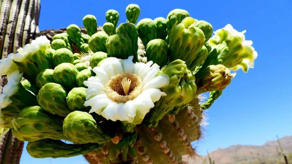 Is it worthwhile to visit Saguaro National Park?