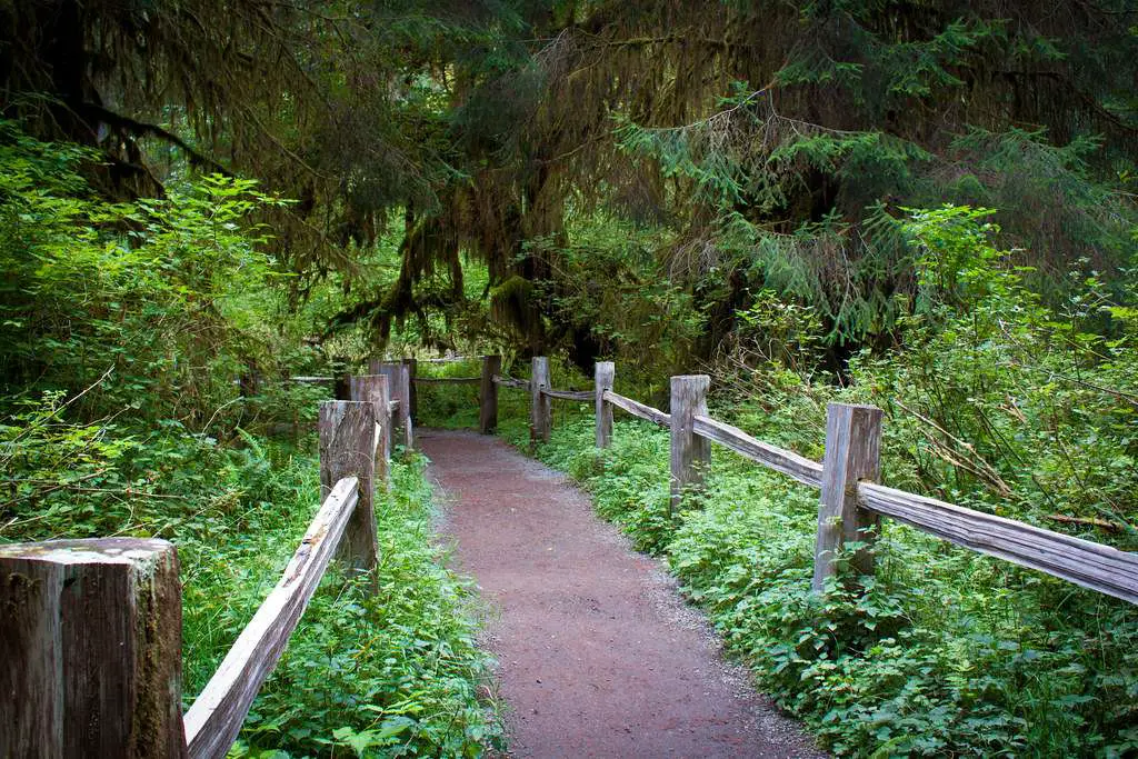 Hoh Rain Forest Loop