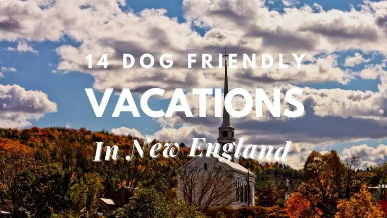 14-dog-friendly-vacations-in-new-england-travel-youman