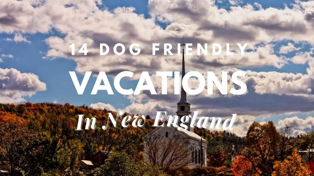 new england day trips with dogs