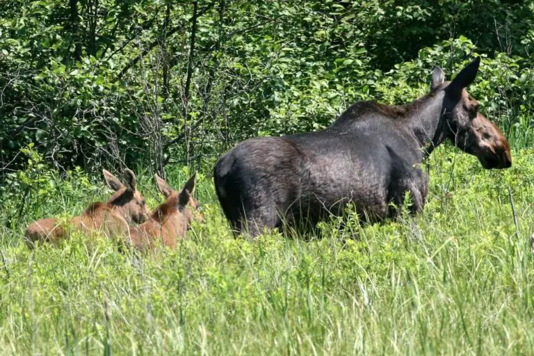 Where To See Moose In Maine – Travel Youman