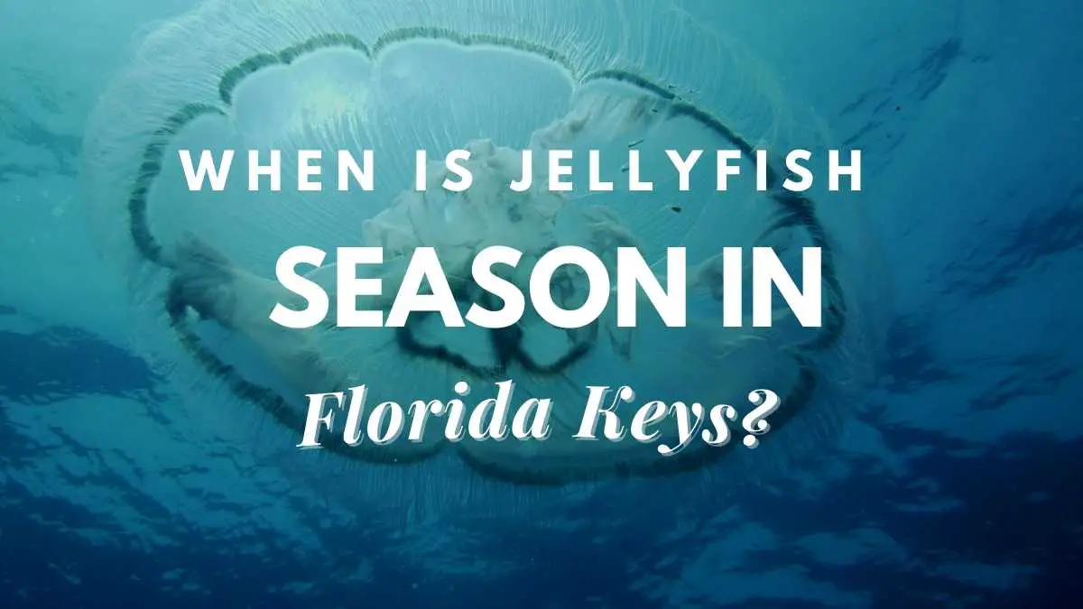 When Is Jellyfish Season In Florida Keys? Travel Youman