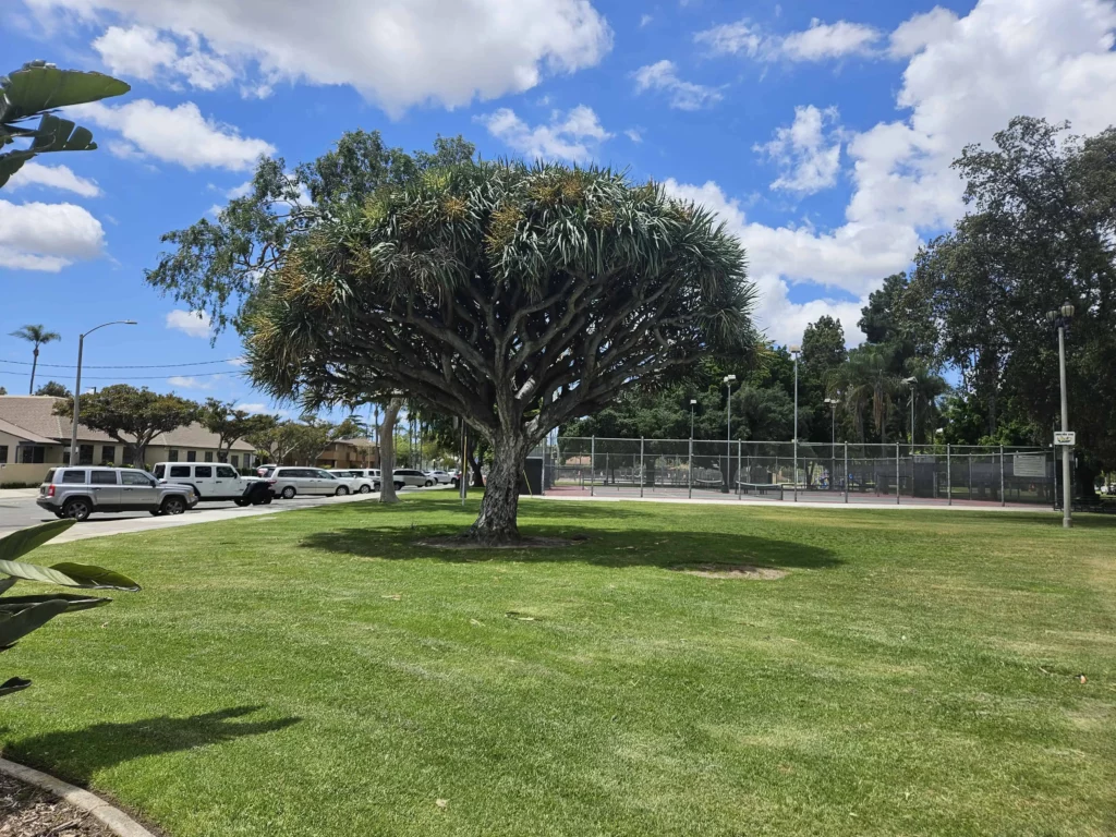 Anaheim's Pearson Park tree