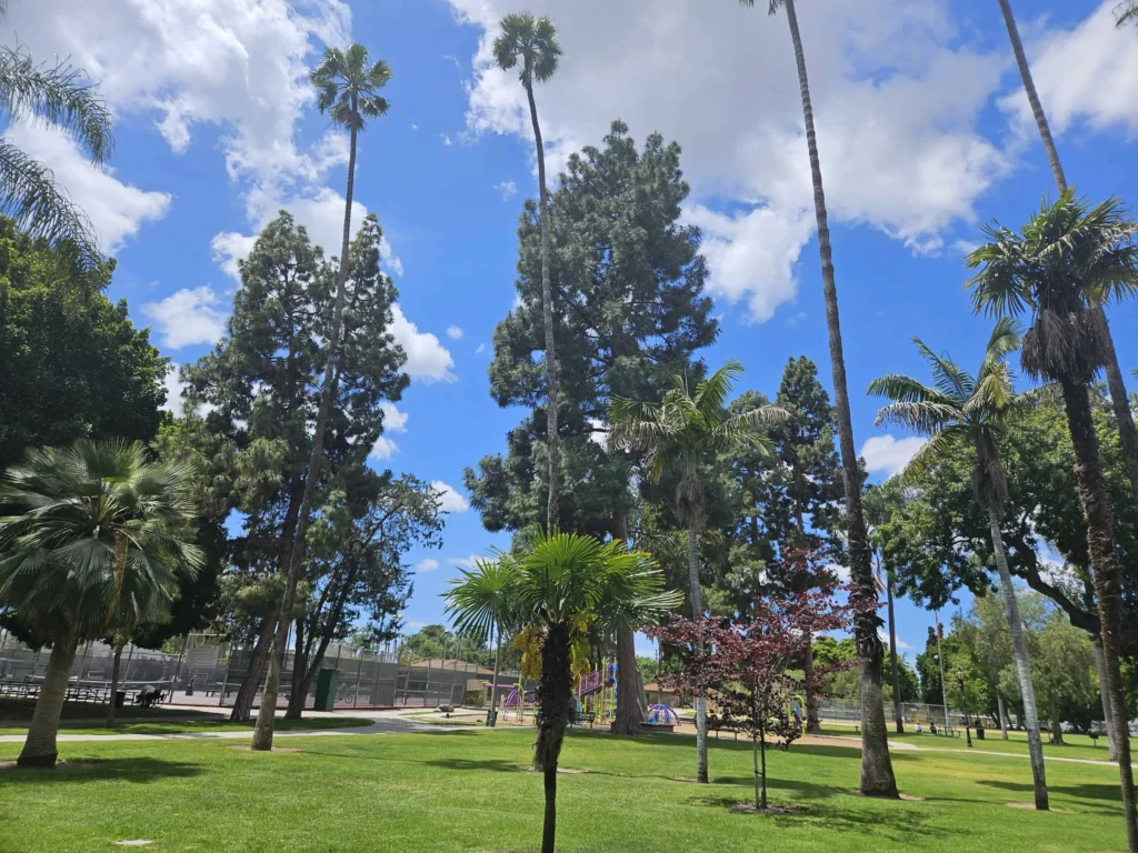 Anaheim's Pearson Park palm trees