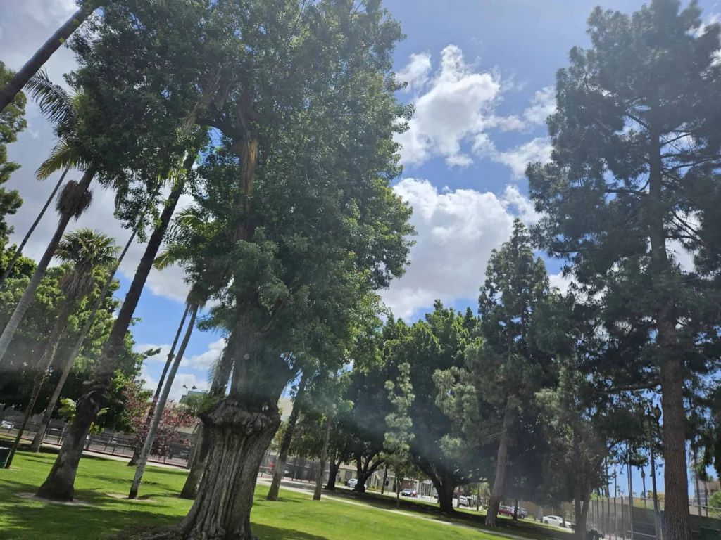 Anaheim's Pearson Park trees and sky