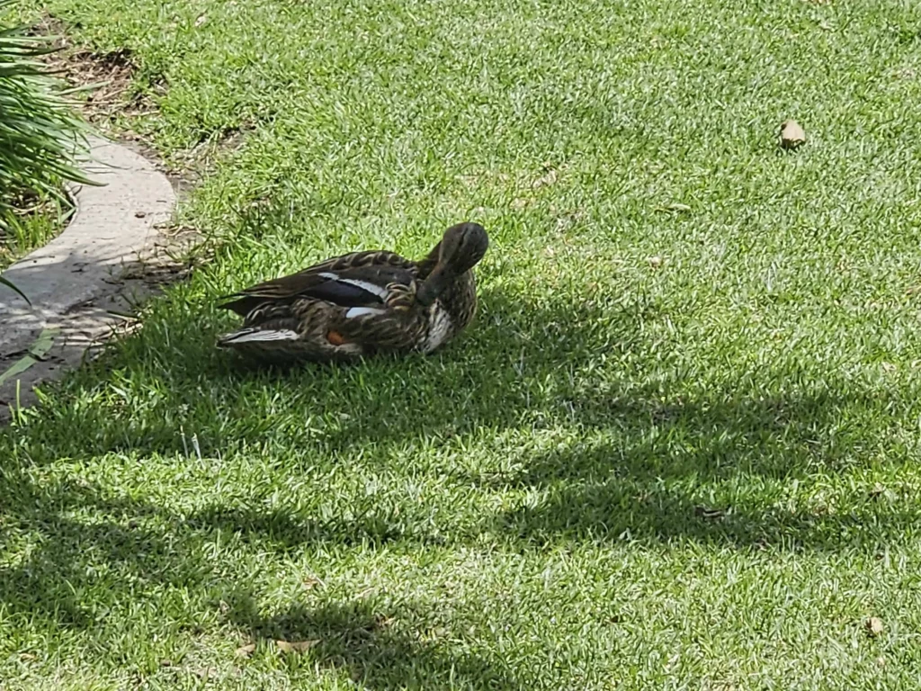 Anaheim's Pearson Park duck