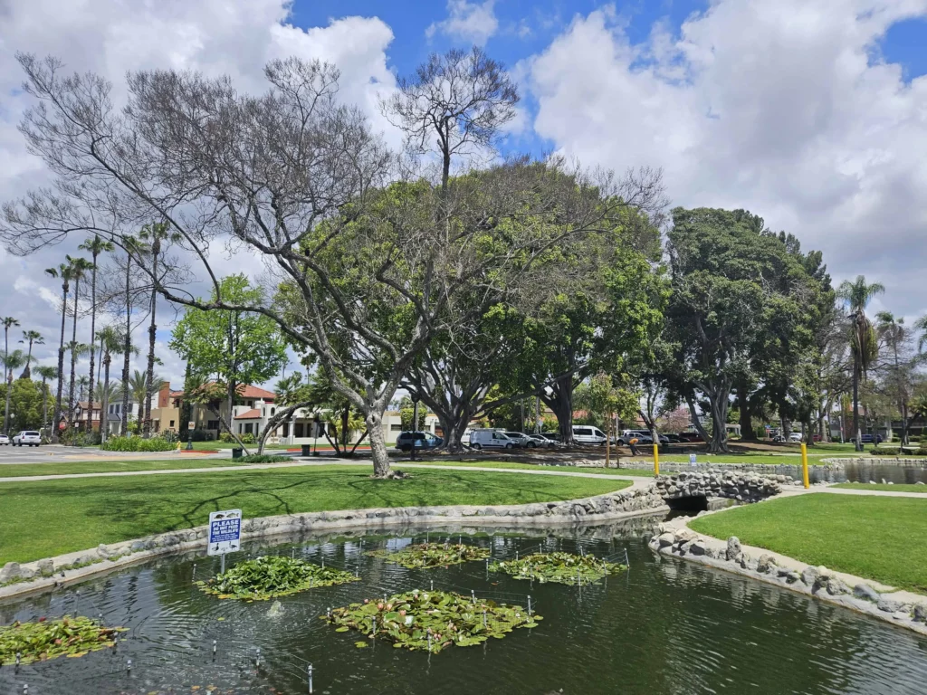 Anaheim's Pearson Park manmade lily pads