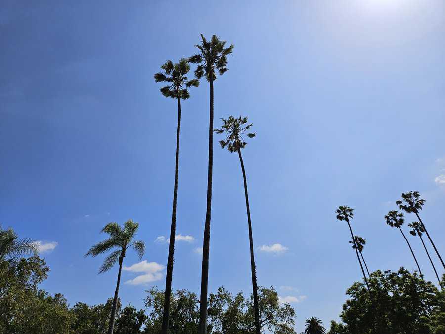 La Palma Park Gargantuan trees