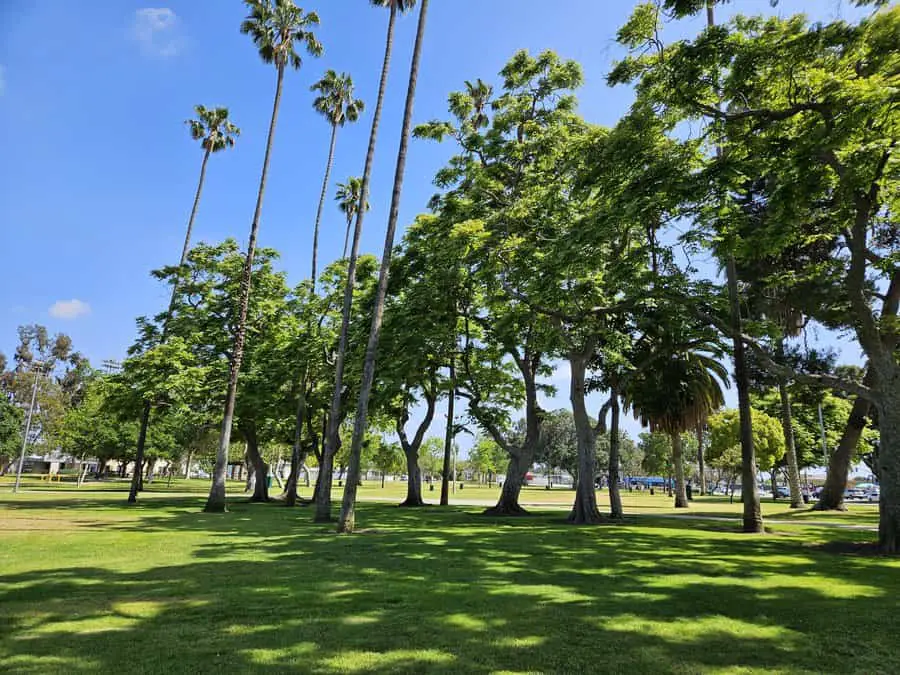 La palma Park trees