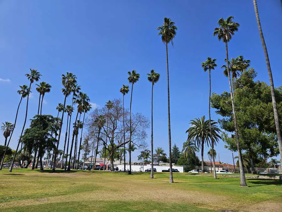 La palma Park trees