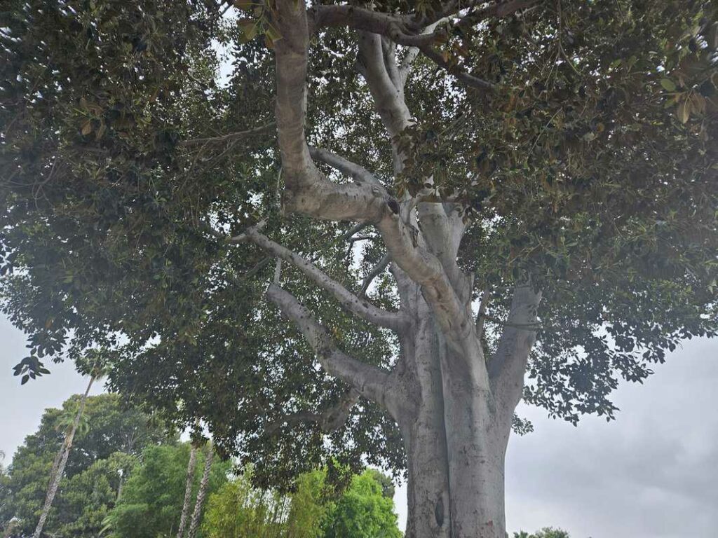 Founders park gargantuan tree