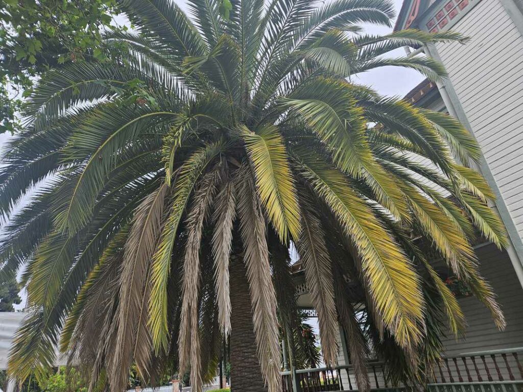 Founders park palm tree