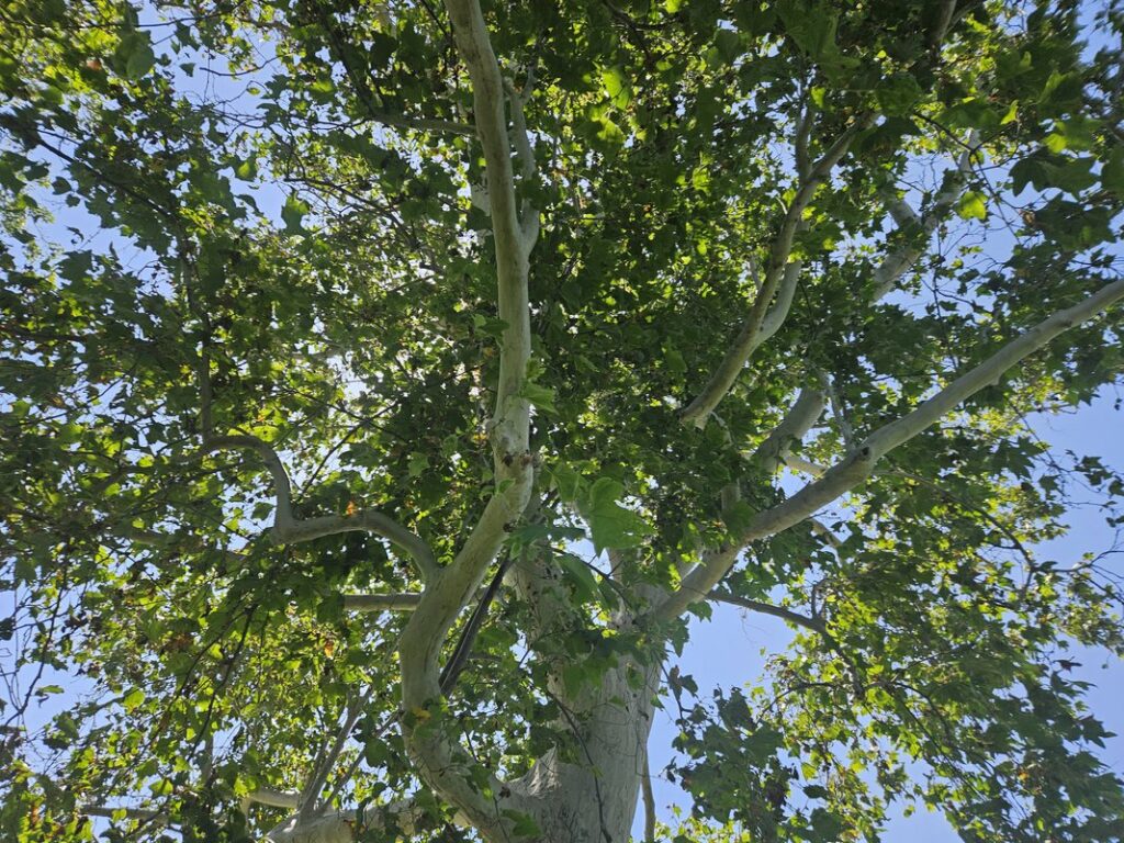 Juarez Park trees