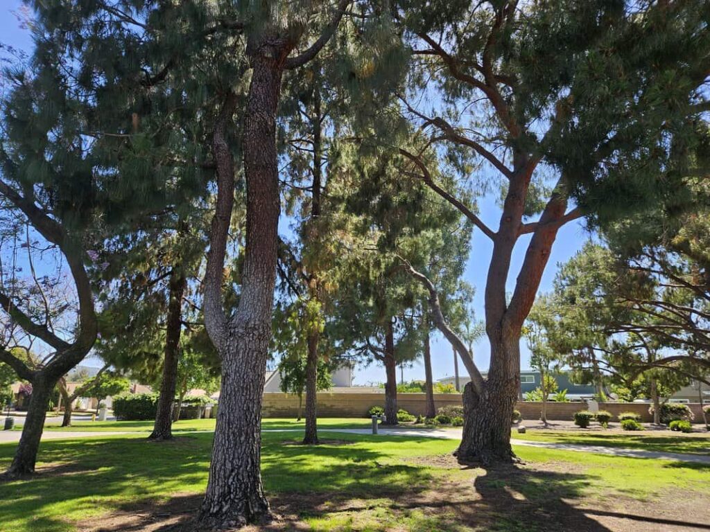 Eucalyptus Park